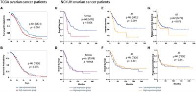 Comparing PI3K/Akt Inhibitors Used in Ovarian Cancer Treatment